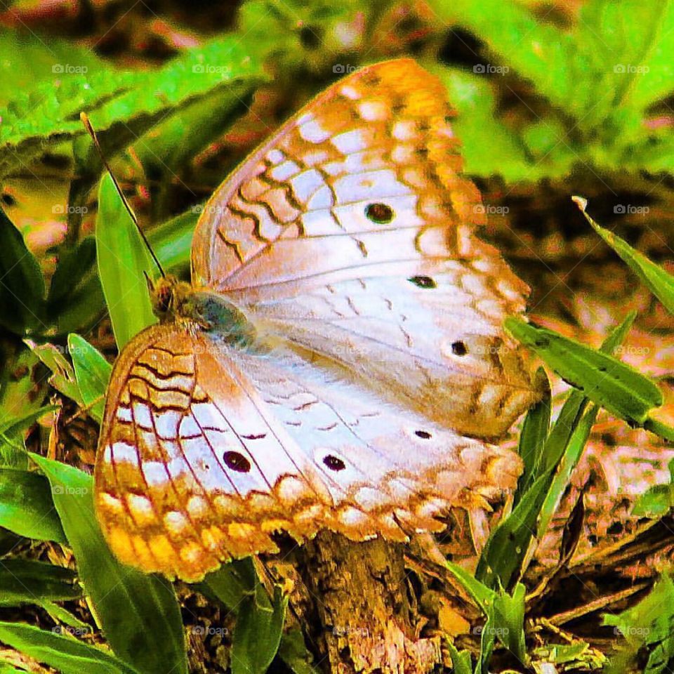 Lovely butterfly ❤️