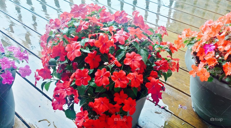 Flowers. Raining on the Flowerpots