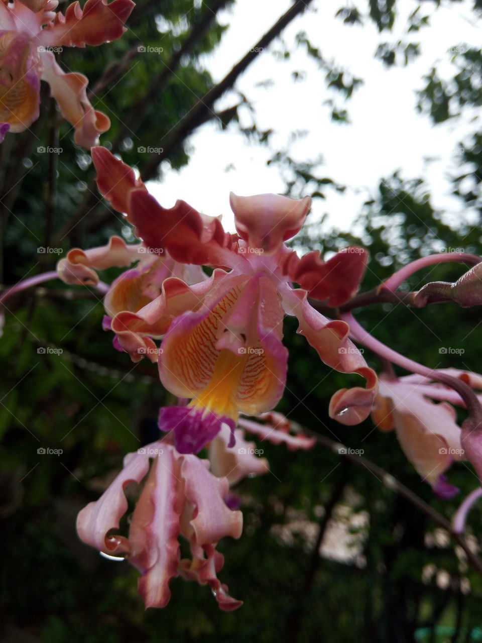 Flower, Flora, Garden, Nature, Beautiful