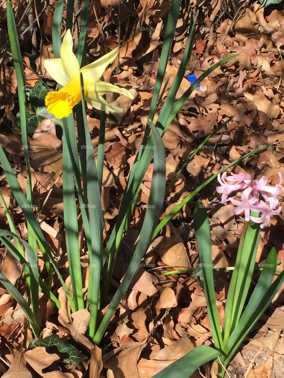 Bulbs in Bloom