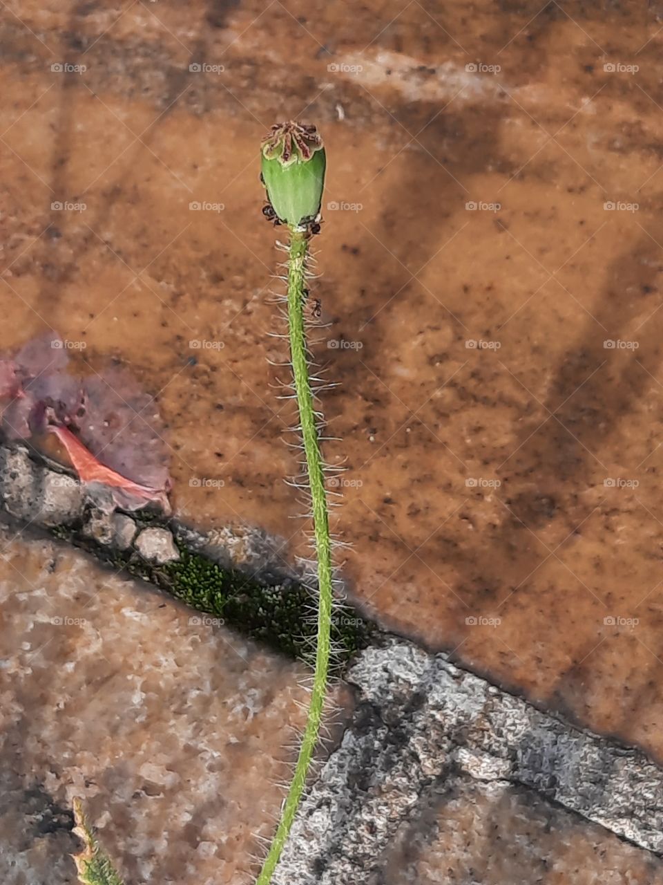 single green poppy seed head with long shadows on stone terrace