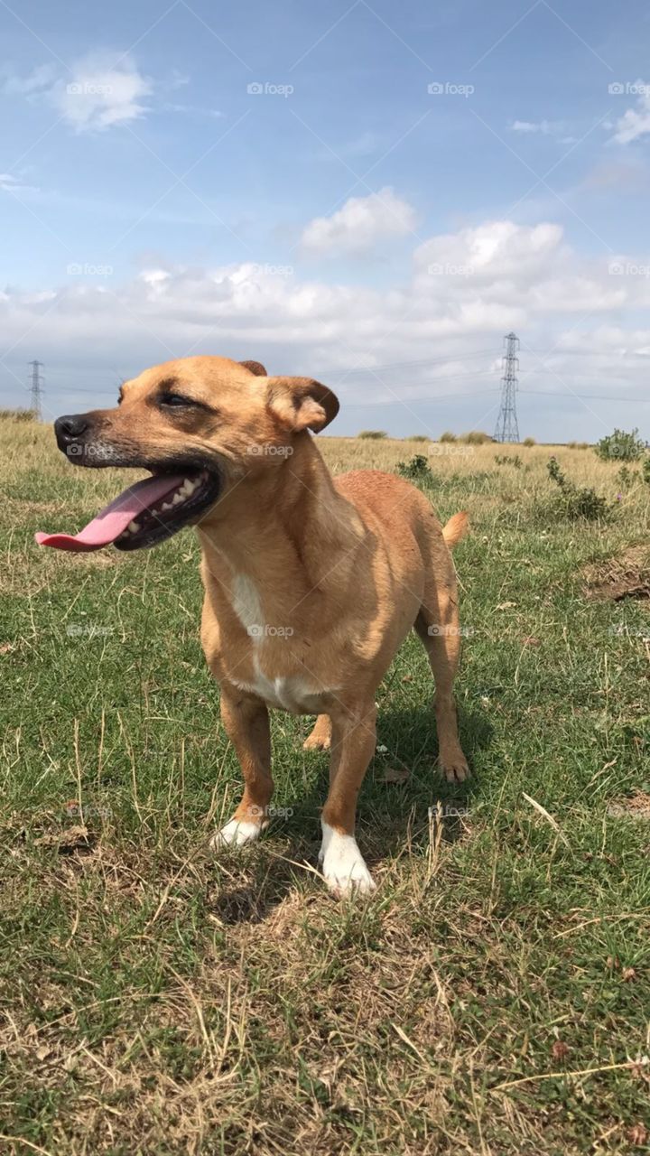 Chihuahua on the marshes 