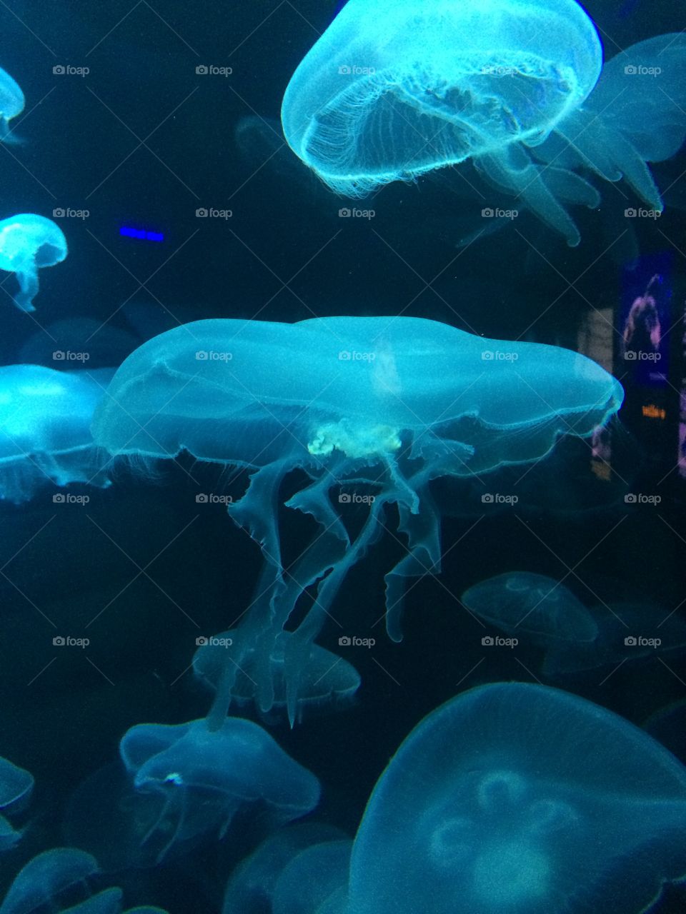 Jelly Fish at the Baltimore Aquarium 
