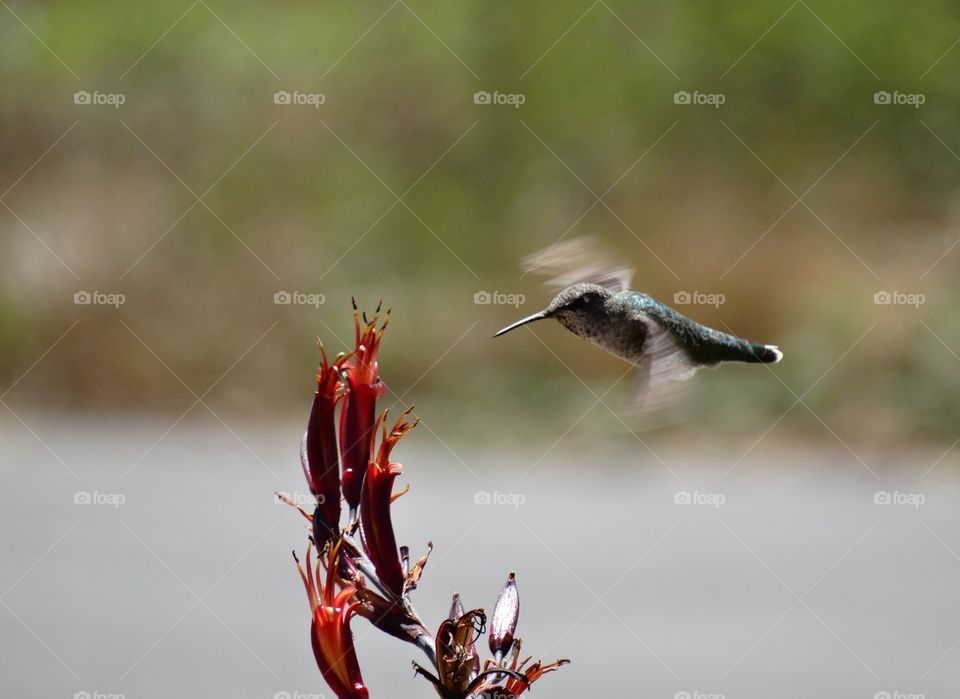 Hummingbird In Flight