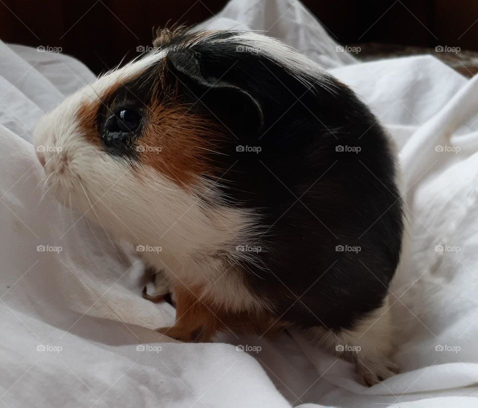 Guinea pig