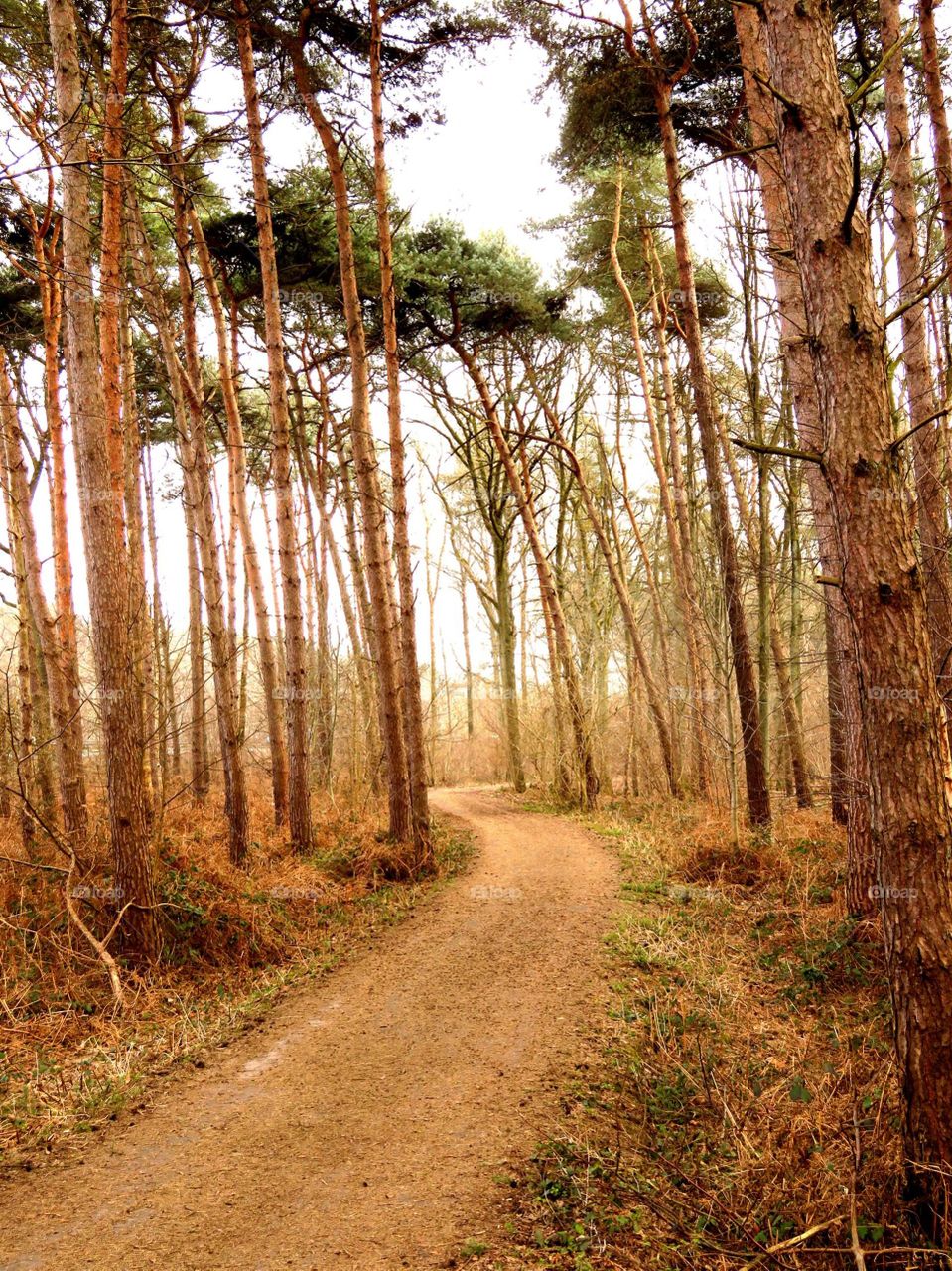 Forest of Saint Amand, Northern France