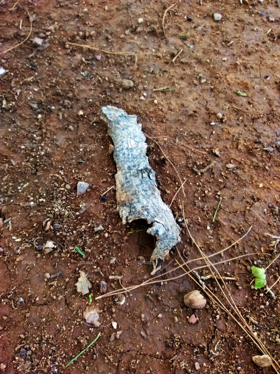 Discarded tree bark on soil