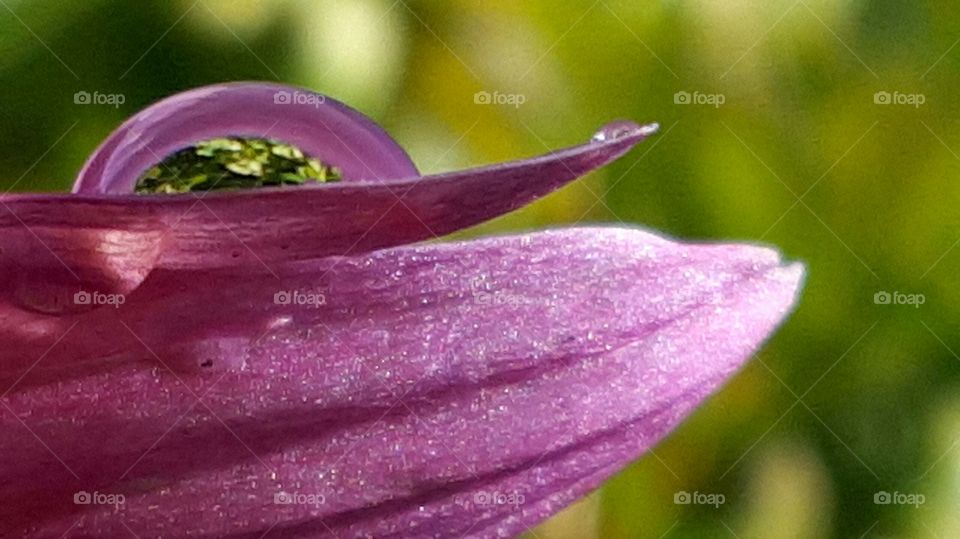 water drop on petal