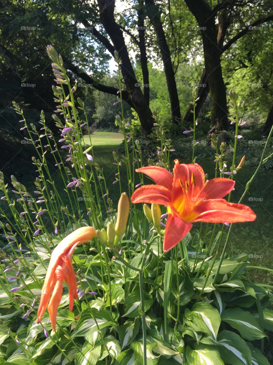 Orange lily 