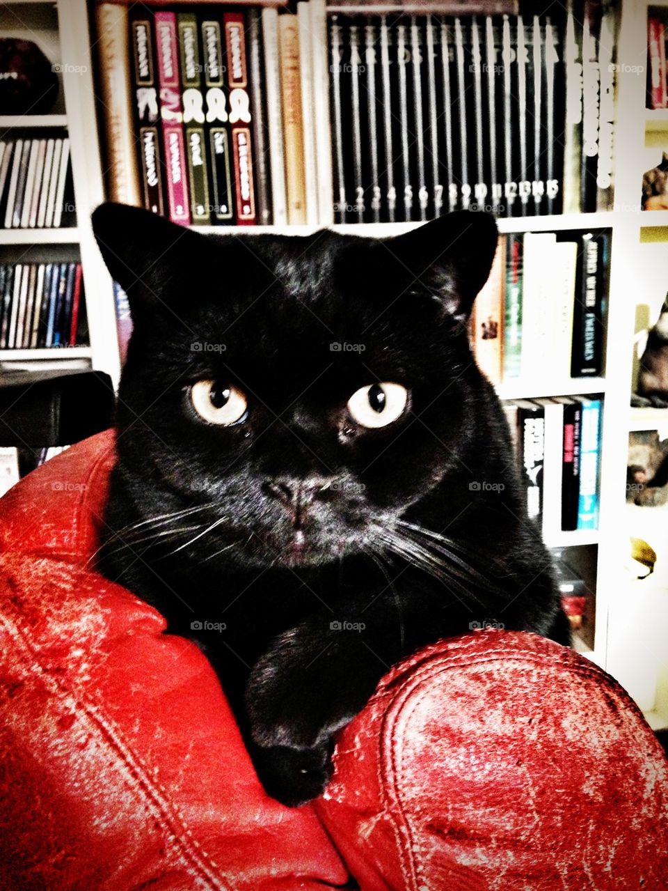 black british shorthair cat