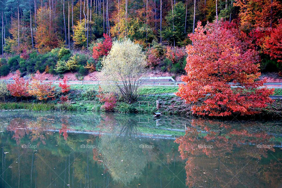 Fall foliage reflects off a pond near Niersbach, Germany. 