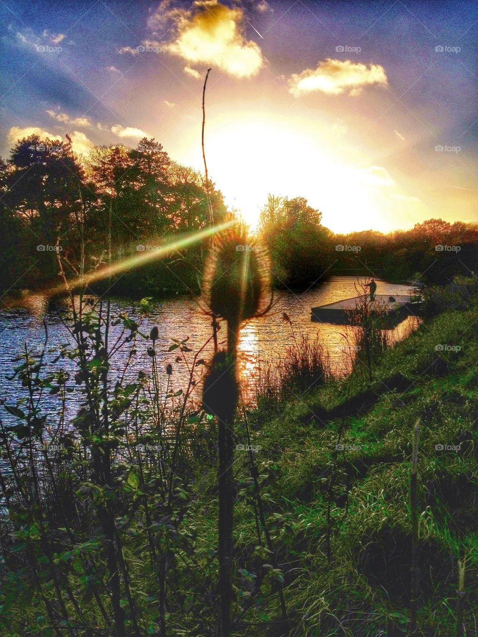 Thistle in Autumn sun