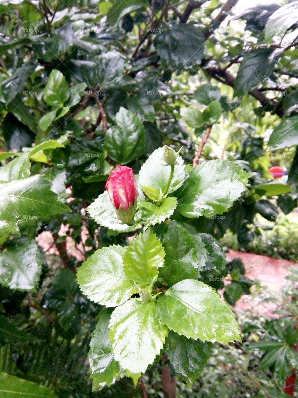 Flower photo,Beautiful photo of beautiful flower,Indian species of flower,Best flower photo for you,Memorable picture of flower,Flower photo photo for message,Flower photo for everyone,Flower message,A nice picture for you  For Indian Flowers, Color