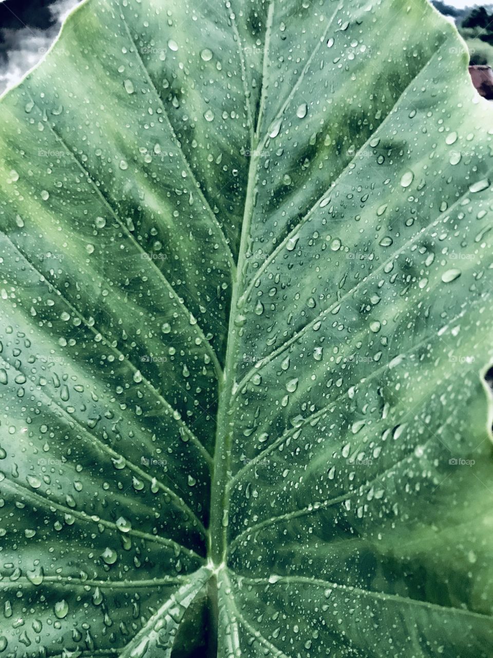 Leaf☘️