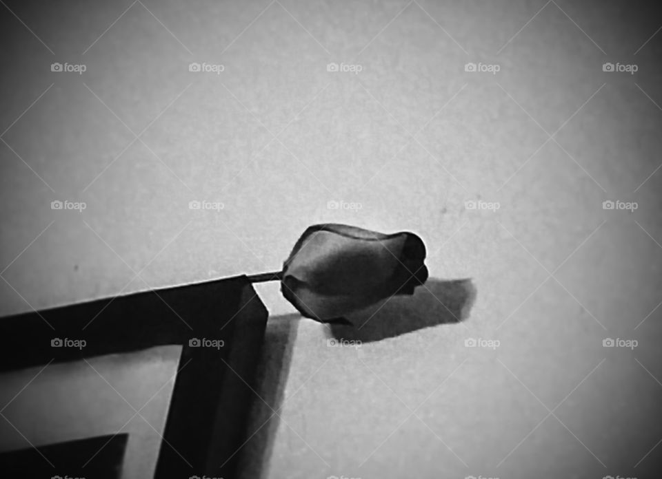 black and white single rose flower