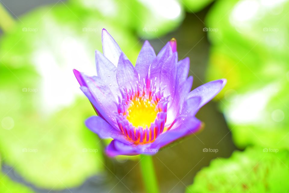 Beautiful purple lotus in a green pool and soft sunlight.