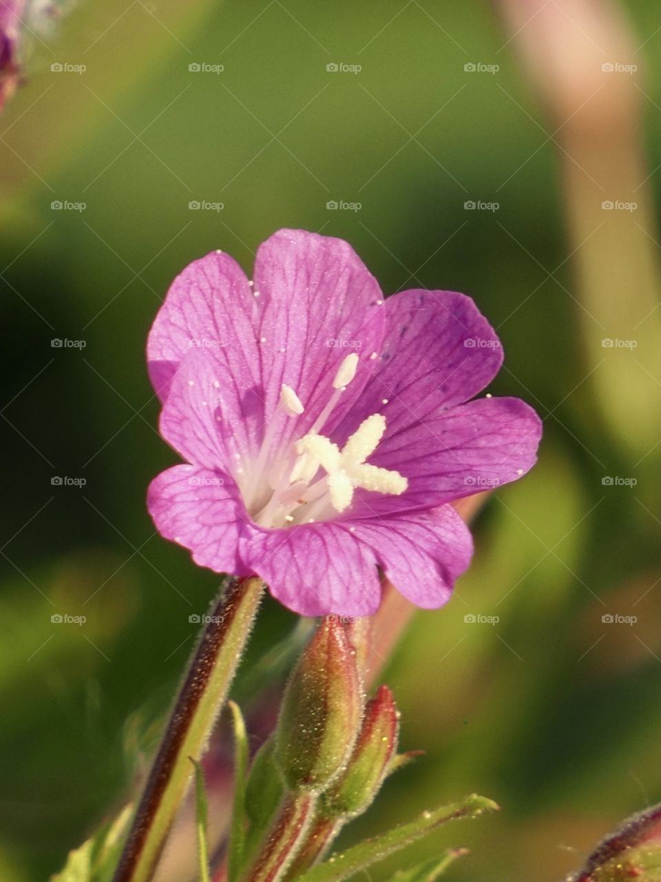 Pink flowering by the pond