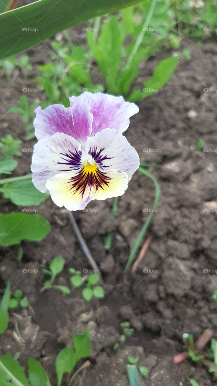 Multicolored viola