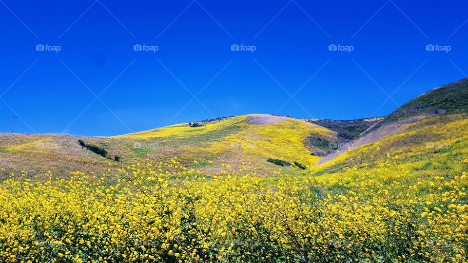 vast field of mustard wildflowers beneath deep blue sky coastal California