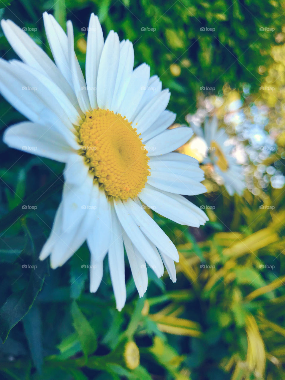 Daisy bright