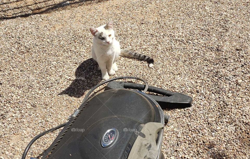 neighbor cat visiting Mollie