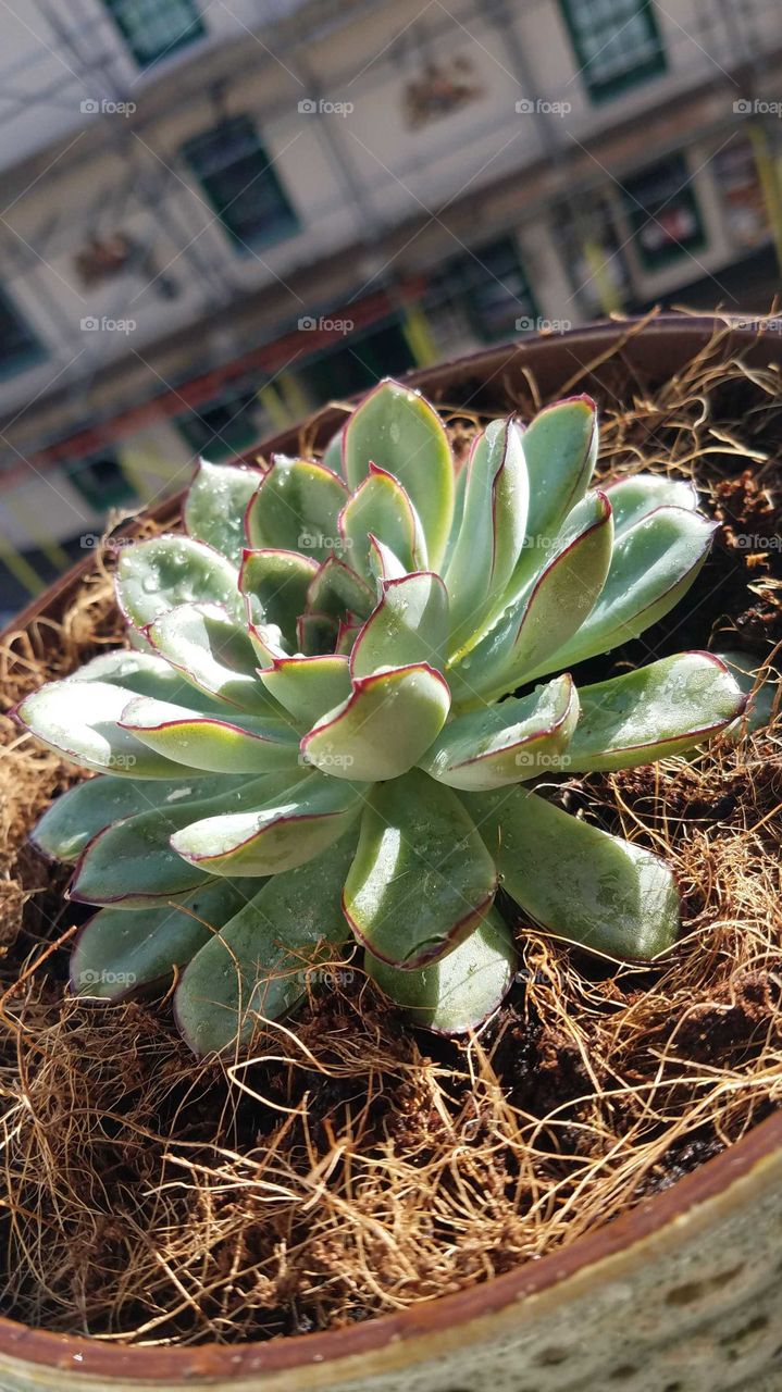 echeveria puladonis Succulent