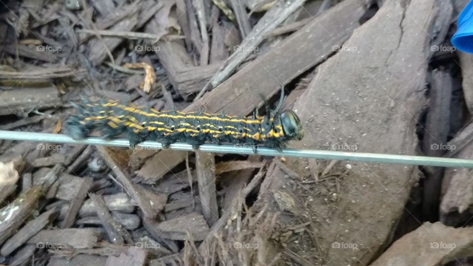 caterpillar