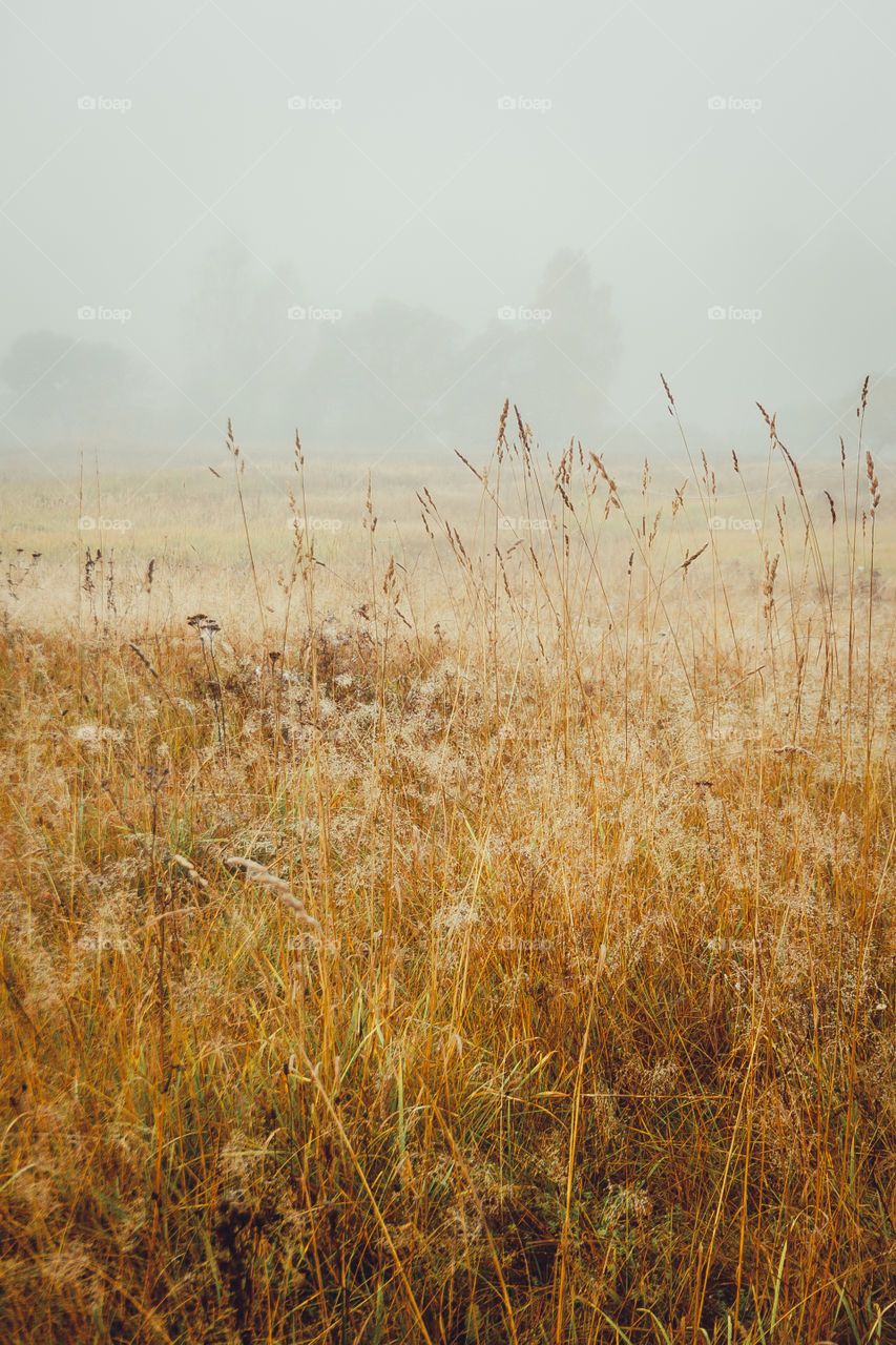 Autumn misty landscape at early morning 