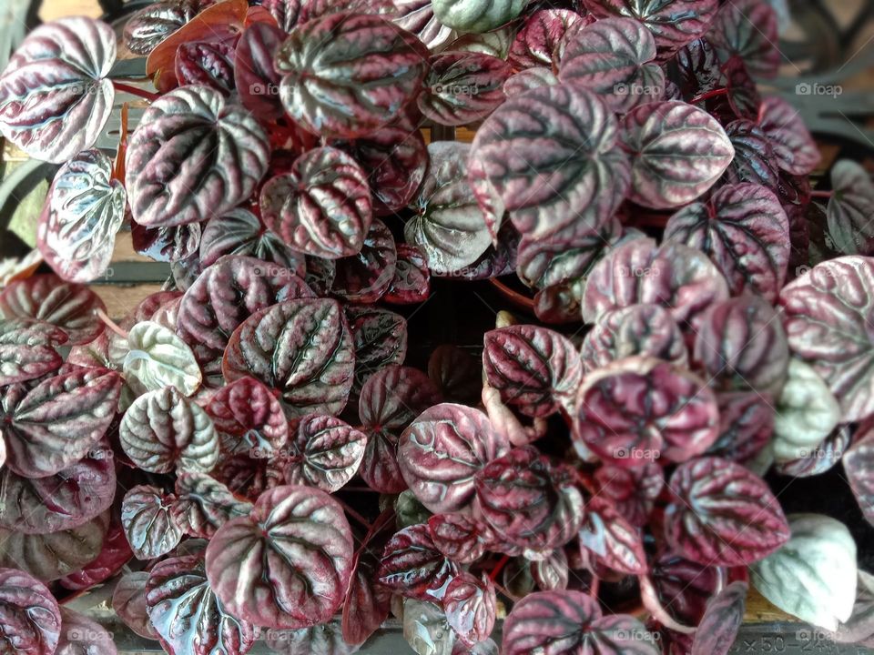 Plants do not speak, but their silence is alive with change.