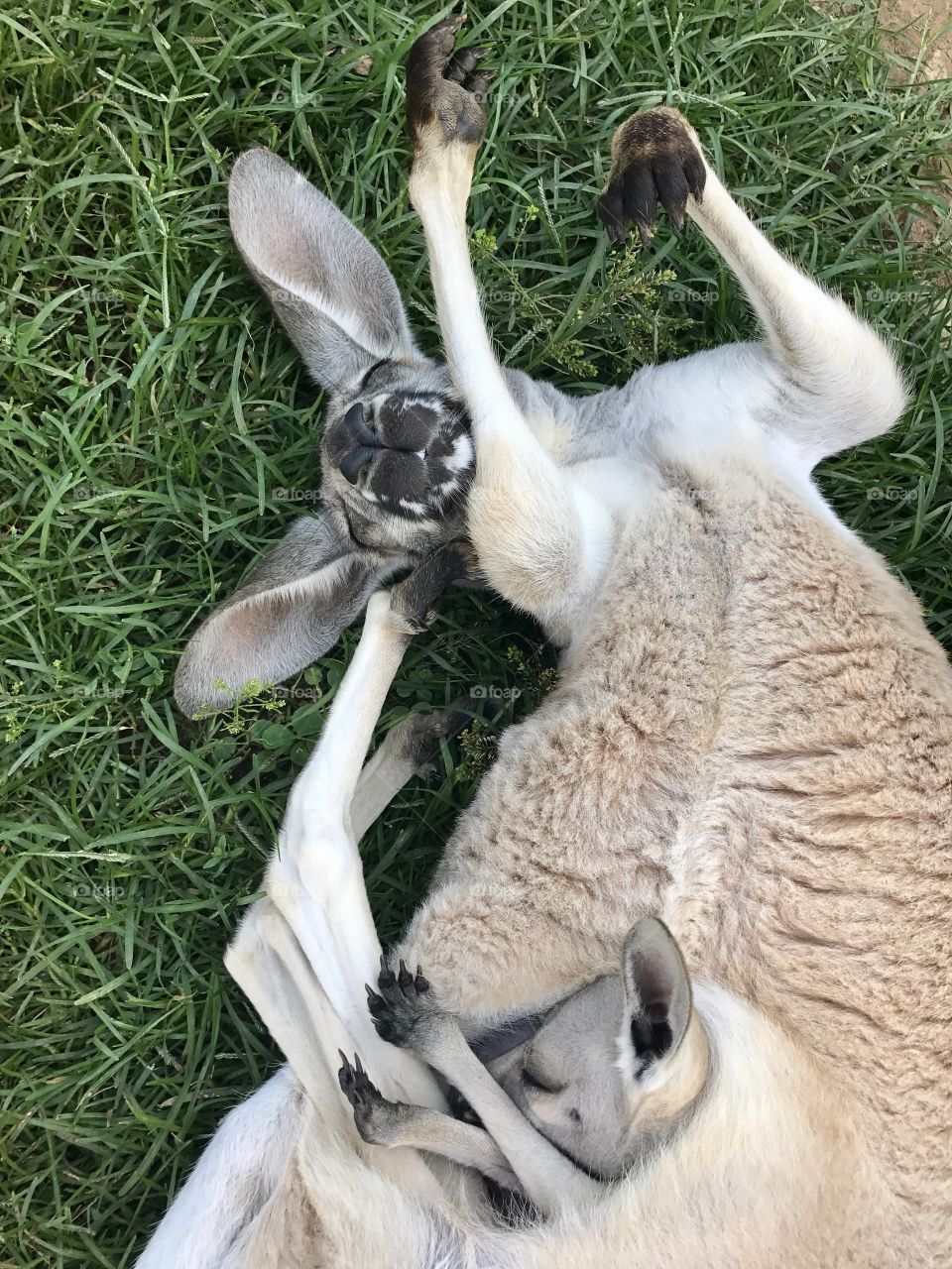 Kangaroo and baby 