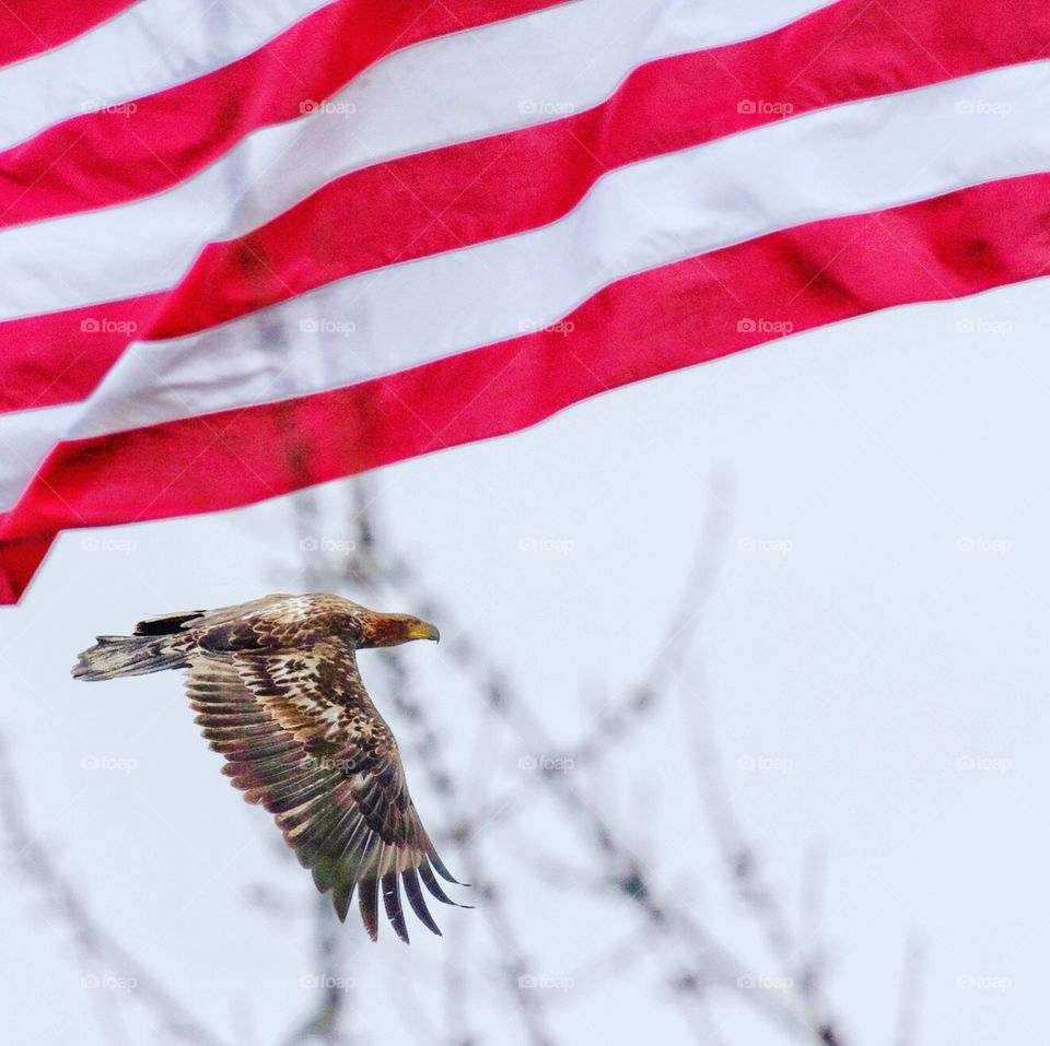 Patriotic juvenile bald eagle