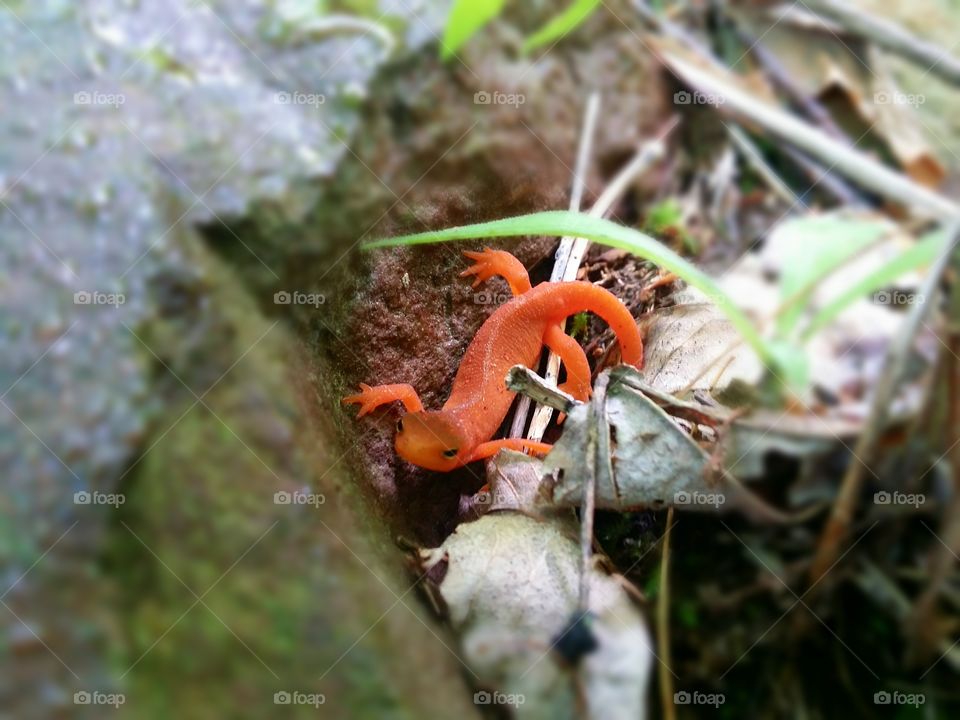 Eastern newt on tree in forest