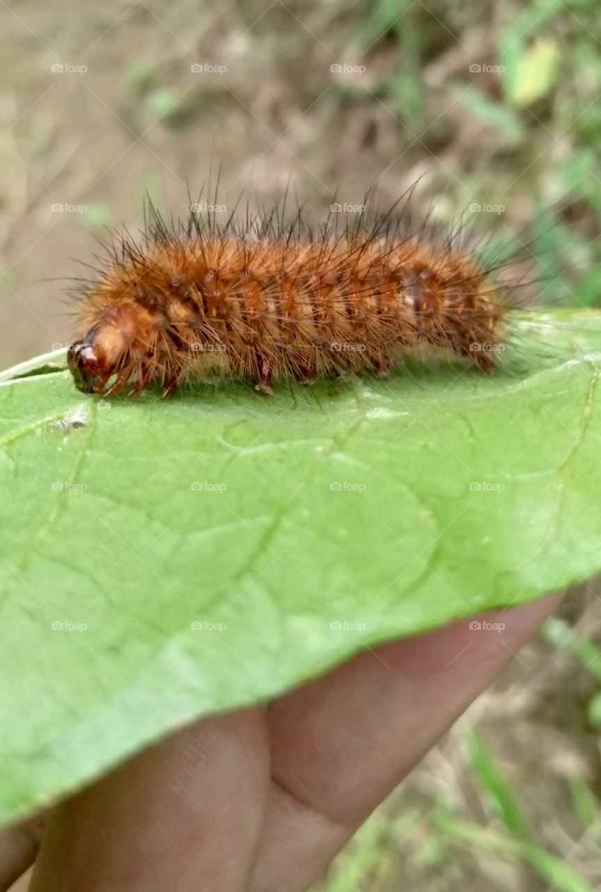 caterpillar