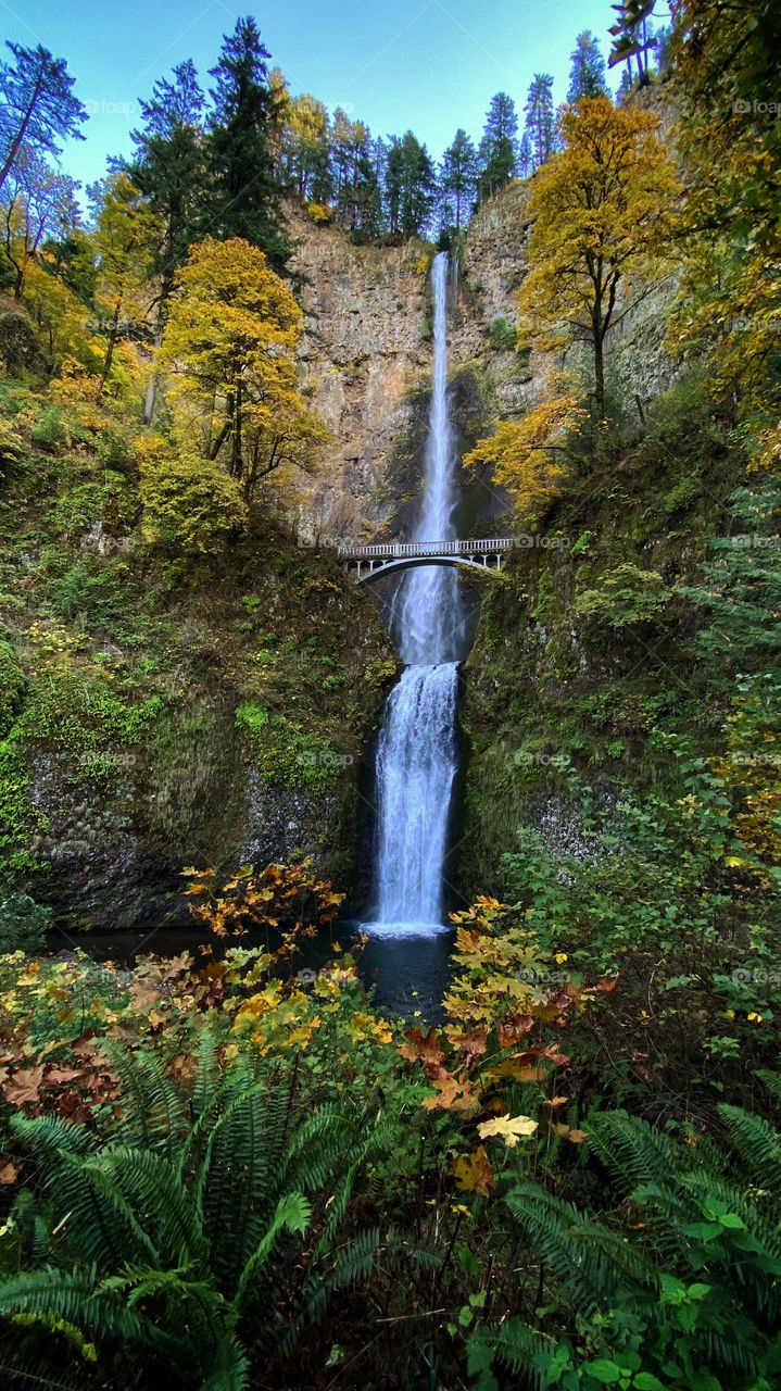 The Magical Multnomah