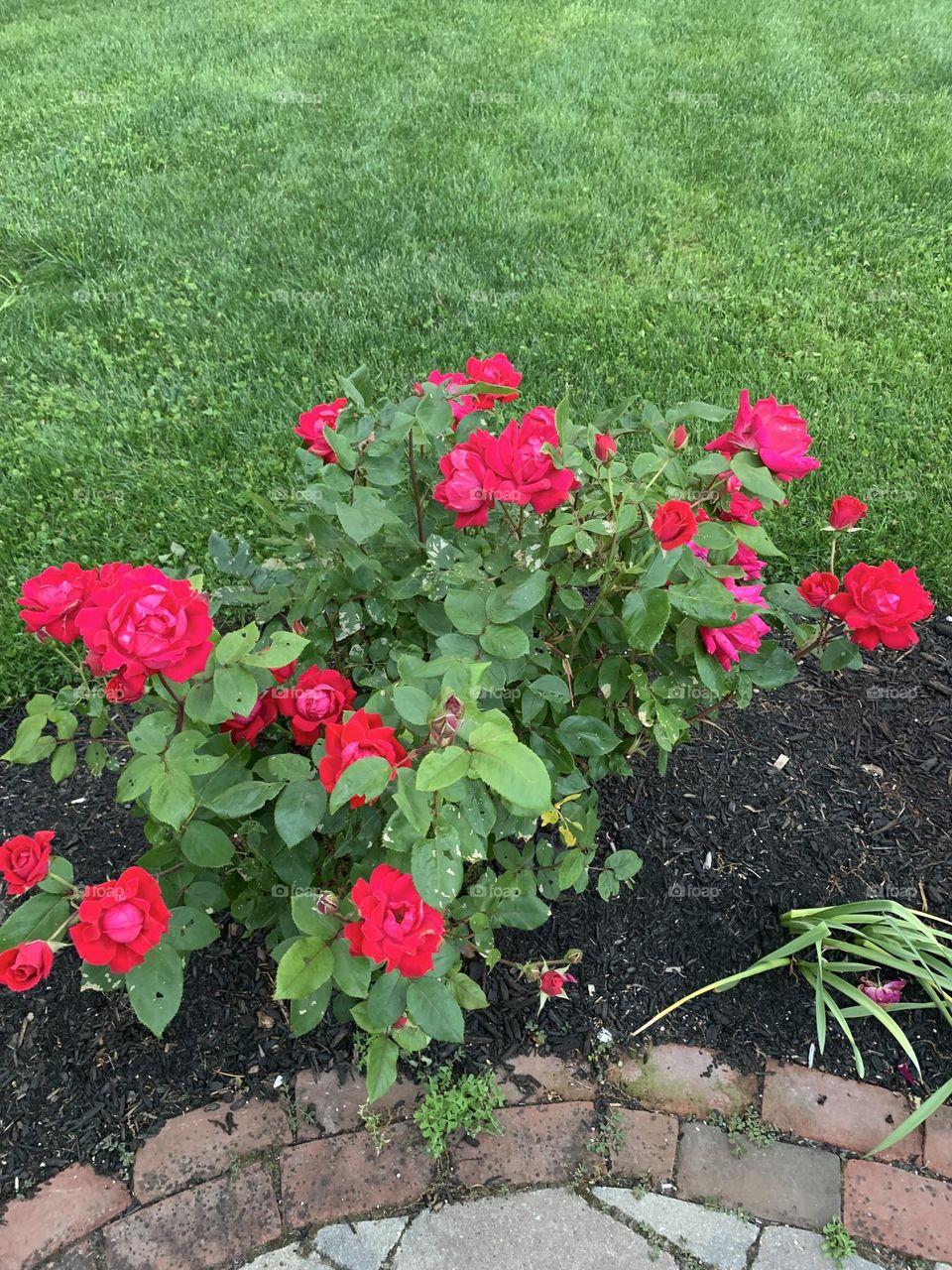 DO YOU SMELL THE ROSES 🌹