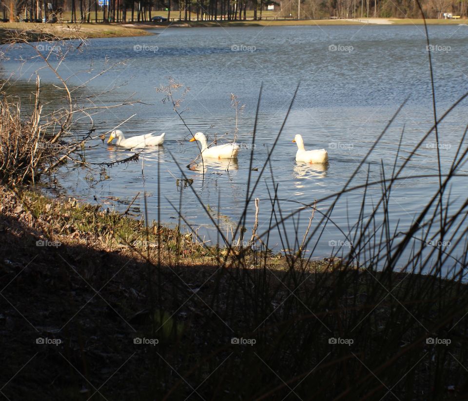 Three white ducks in the pond