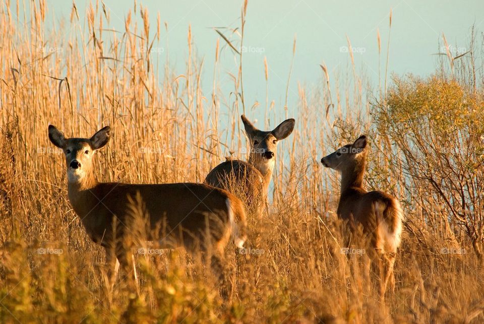 Deer family