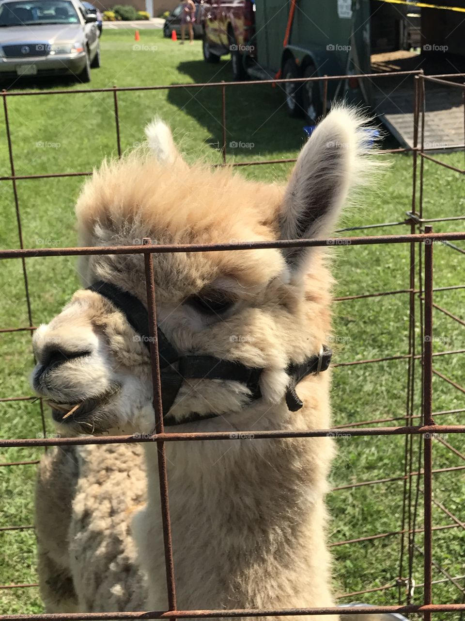 Llama