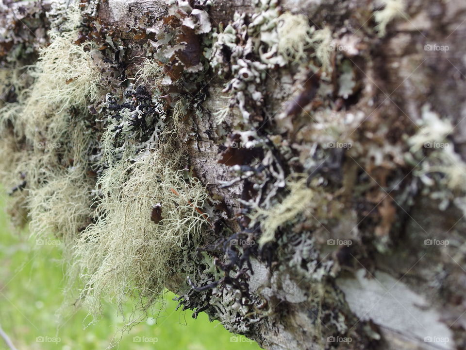 Fine details of moss that covers an old weathered wood fence in the rural countryside. 