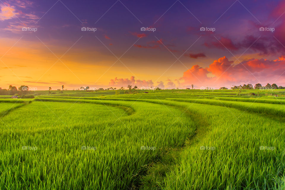 the beauty of thr sunset over the verdant rice fields