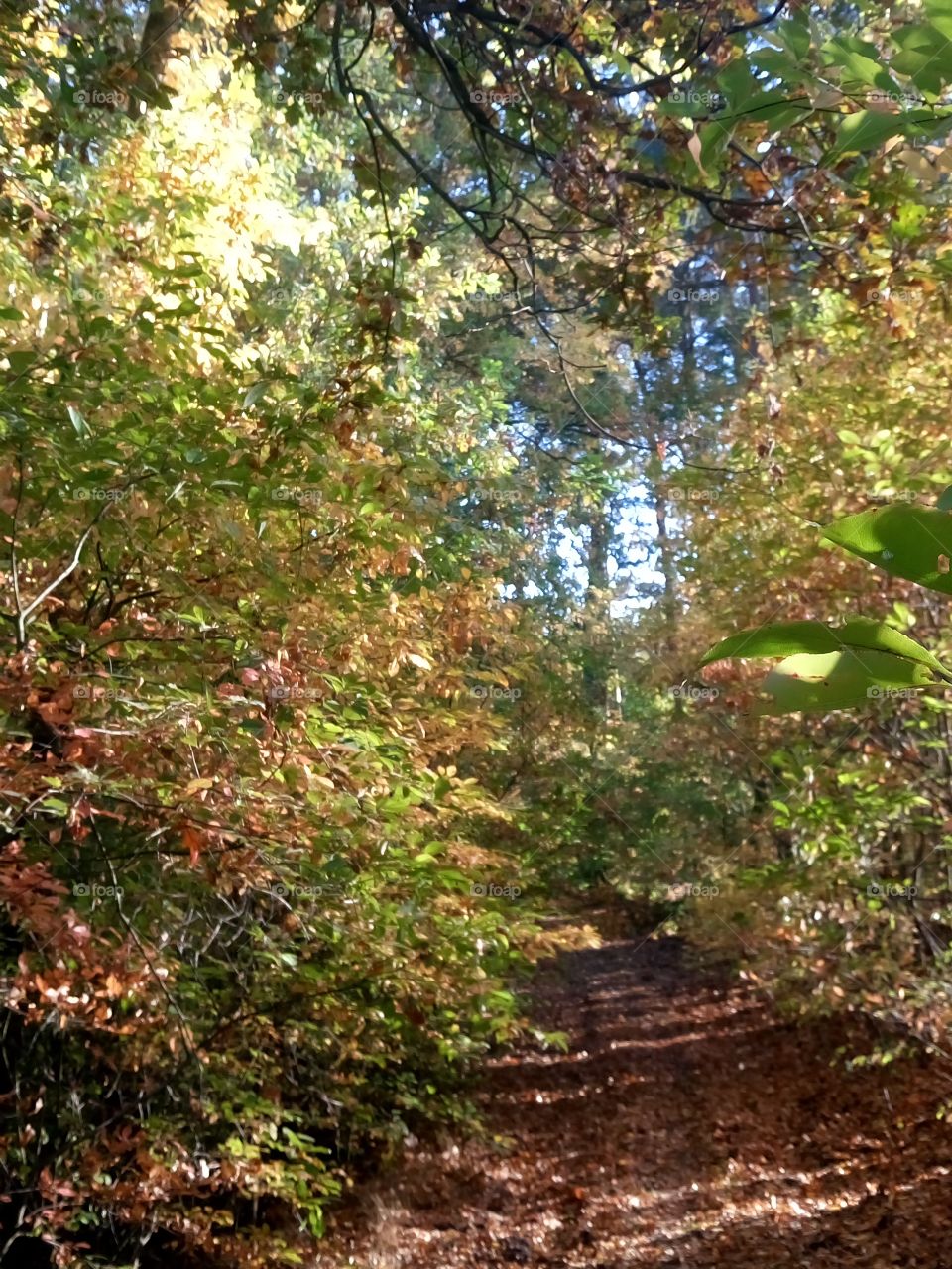 polish nature, autumn