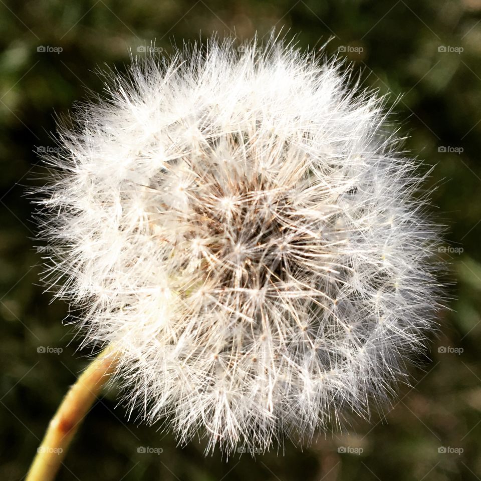 Black and White Dandelion