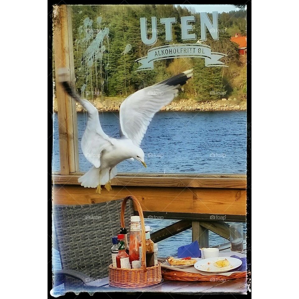 Seagull eats pizza , Norway