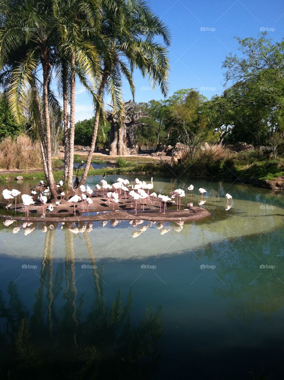Flamingos resting at Disney's Animal Kingdom 