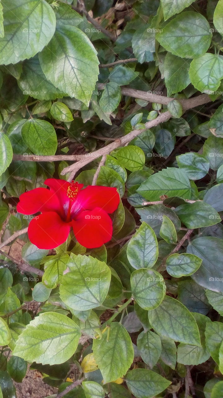 A single red flower