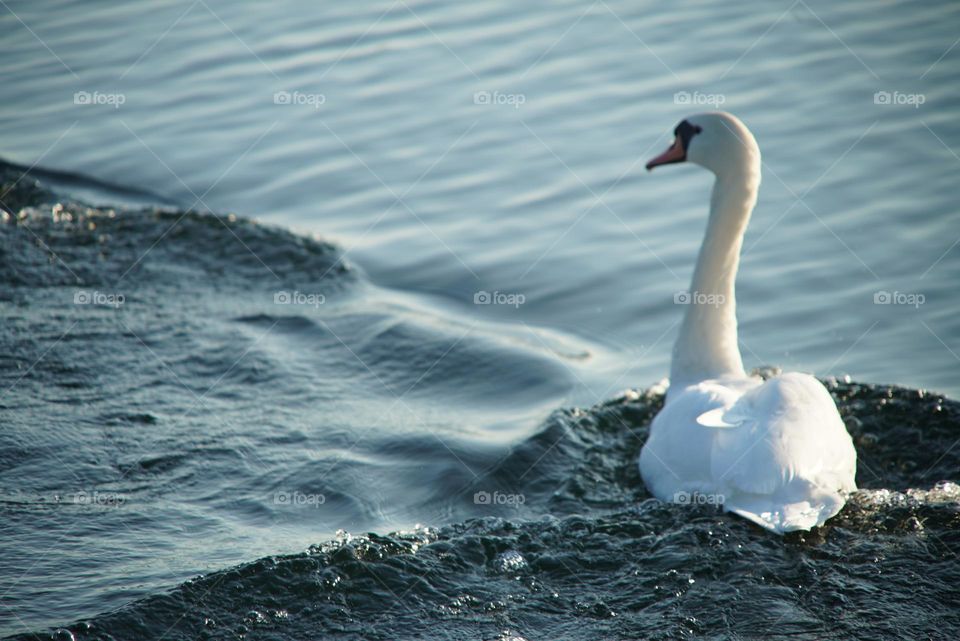 Swan on a lake by my boat