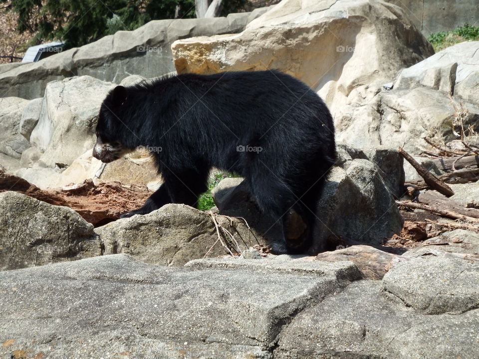 Bear at National Zoo