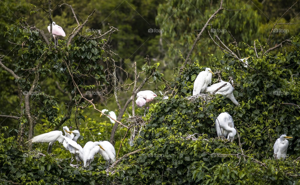 Mother Heron feeding her cubs