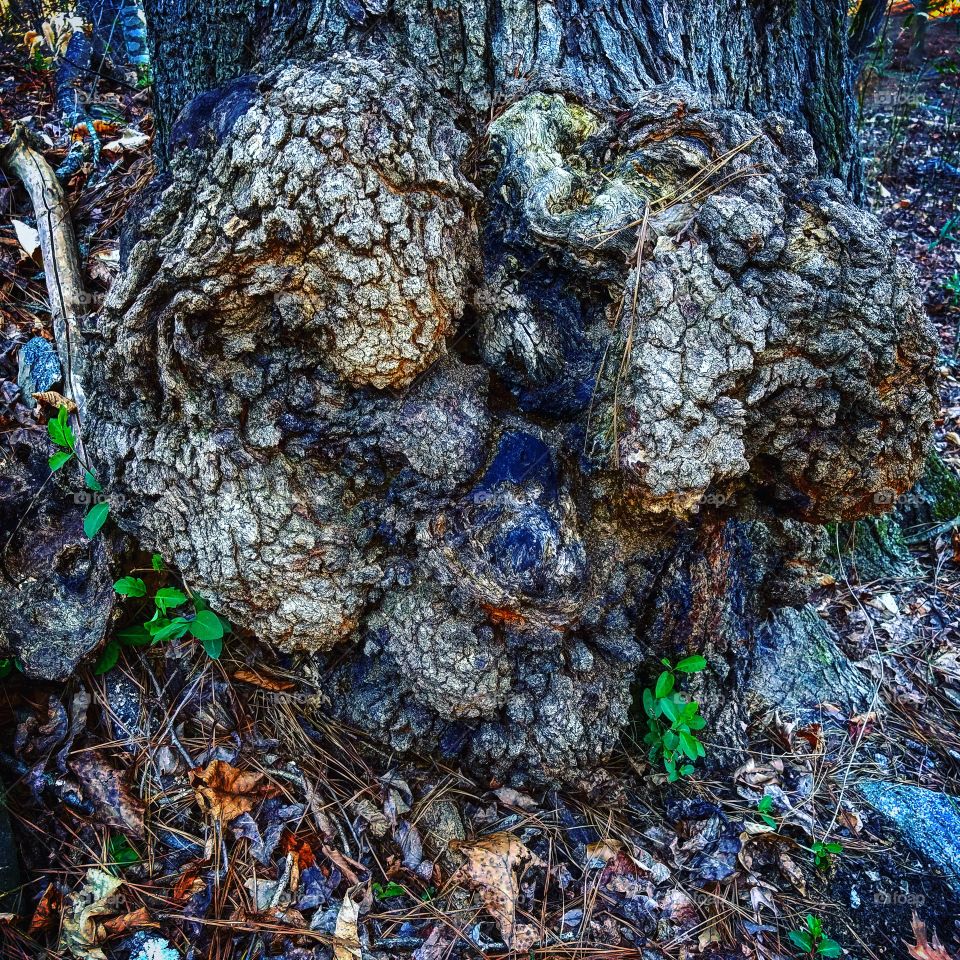Chattahoochee Park Tree Burl