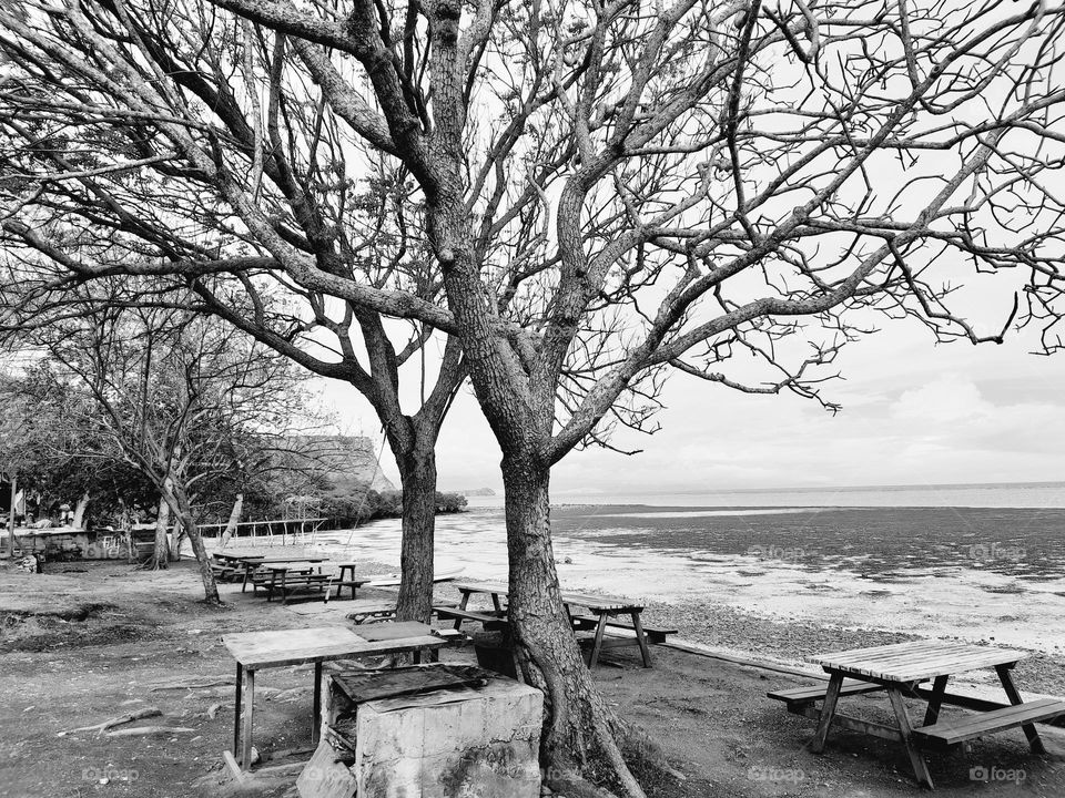 Trees along the beach